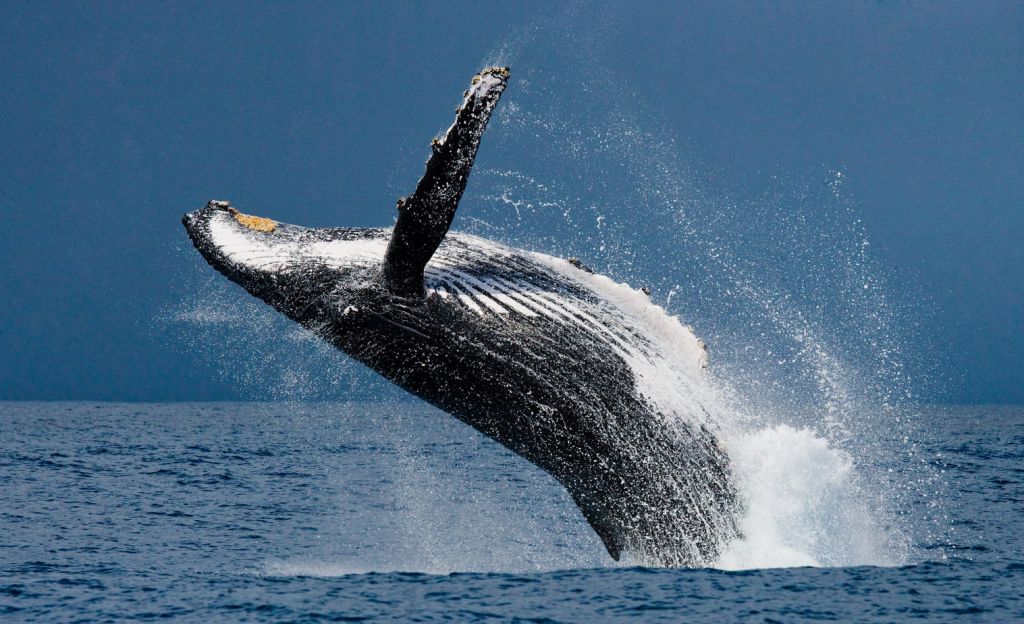 Humpback Whale Costa Rica