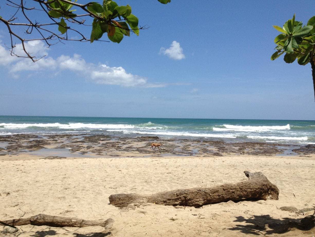 View of beach, tidepools, and waves framed by tree branches costa rica.