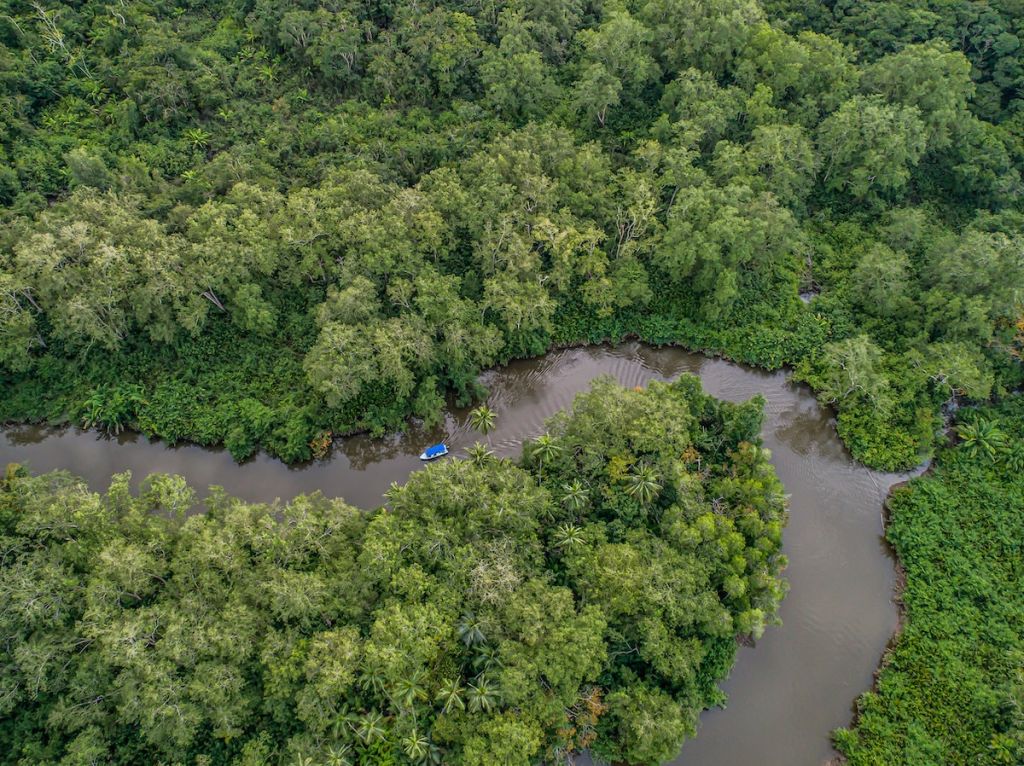 Sierpe Mangrove Tour Costa Rica